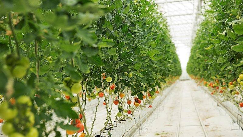 covering strawberries trees (1)|Con_sin_cubierta|Grupo Armando Alvarez